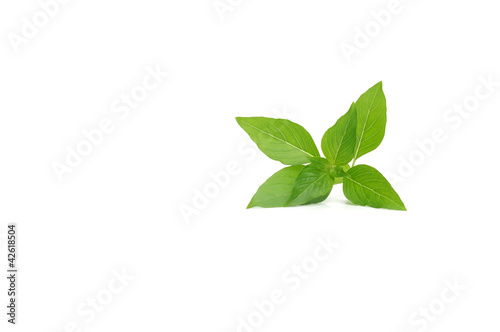 View of fresh basil over a white background © pitchayarat2514