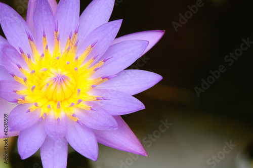 The Perfect Top view of Beautiful Purple Lotus in pond