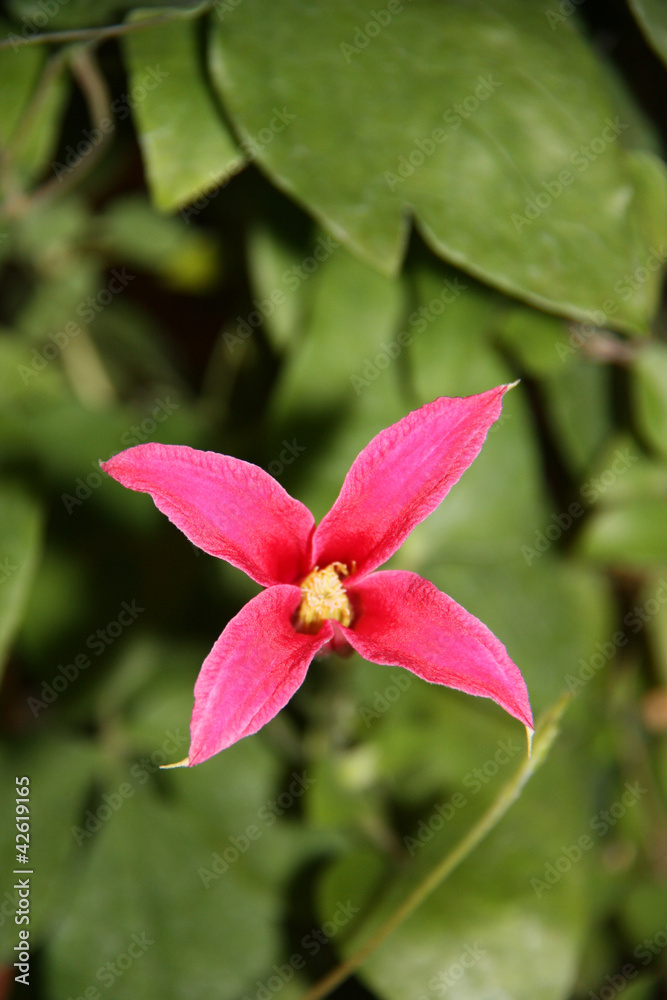 A Beautiful Individual Pink Clematis Flower Head. A Beautiful Individual Pink Clematis Flower Head.