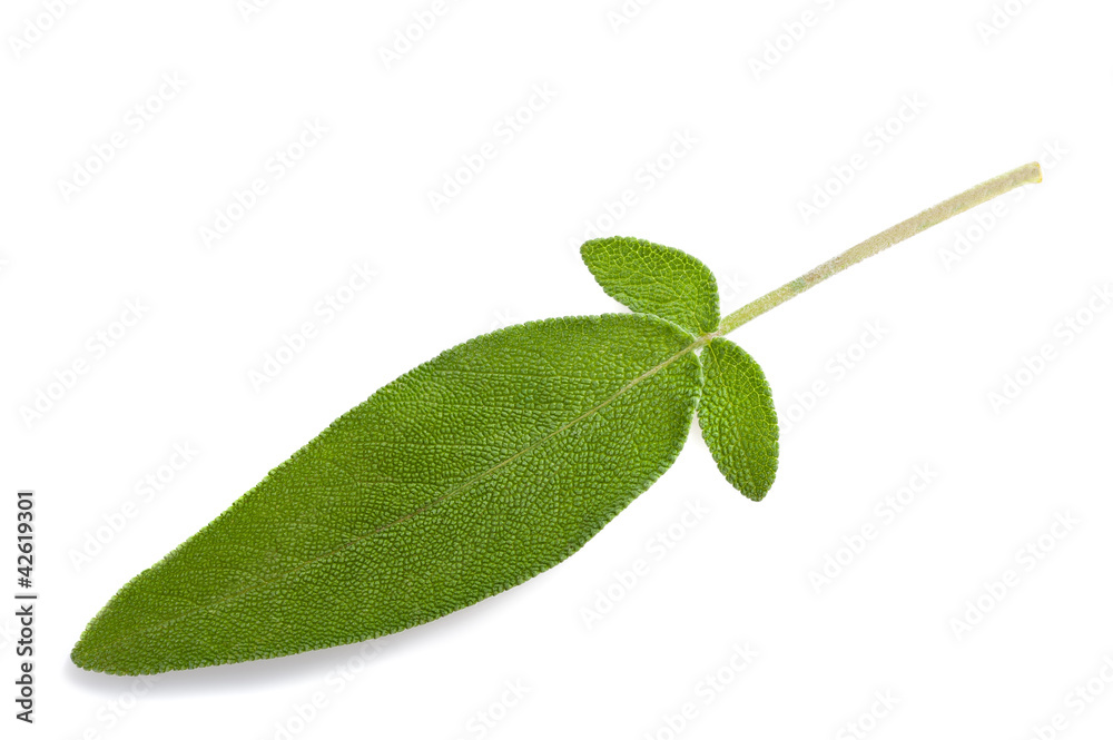 Obraz premium Sage leaves