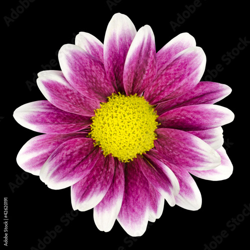 Purple Dahlia flower with yellow Center Isolated