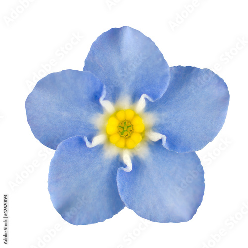 Forget-me-not Blue Flower Isolated on White © tr3gi