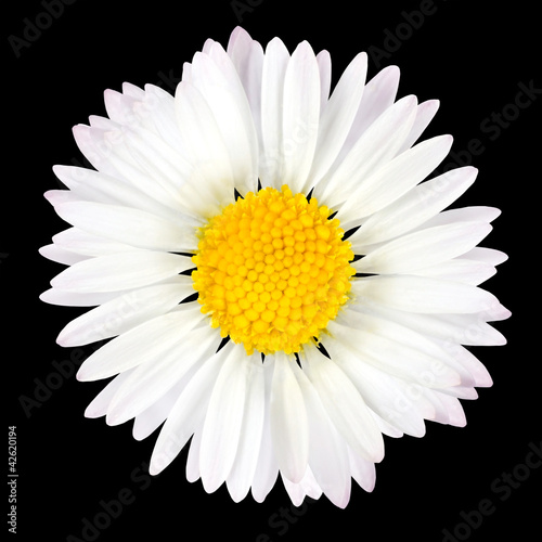 Daisy Flower Isolated on Black Background