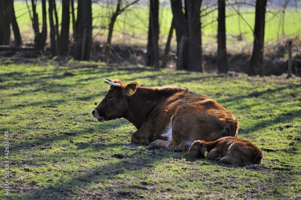 Fototapeta premium Schottisches Hochlandrind mit Kalb