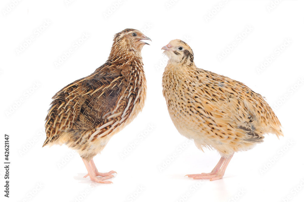 Obraz premium quail