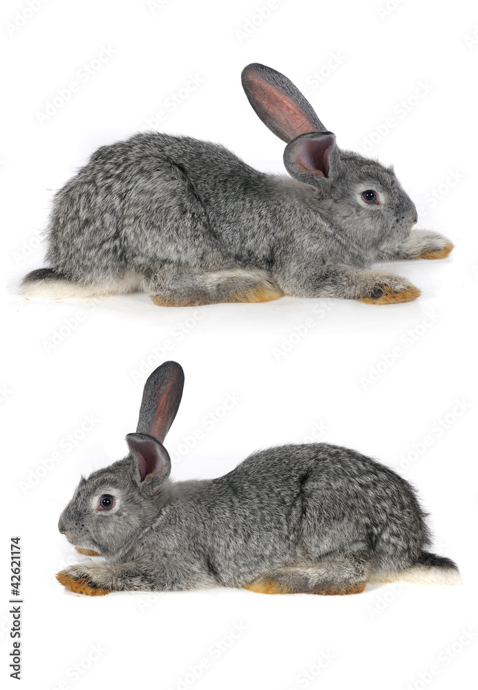 Naklejka premium grey rabbit