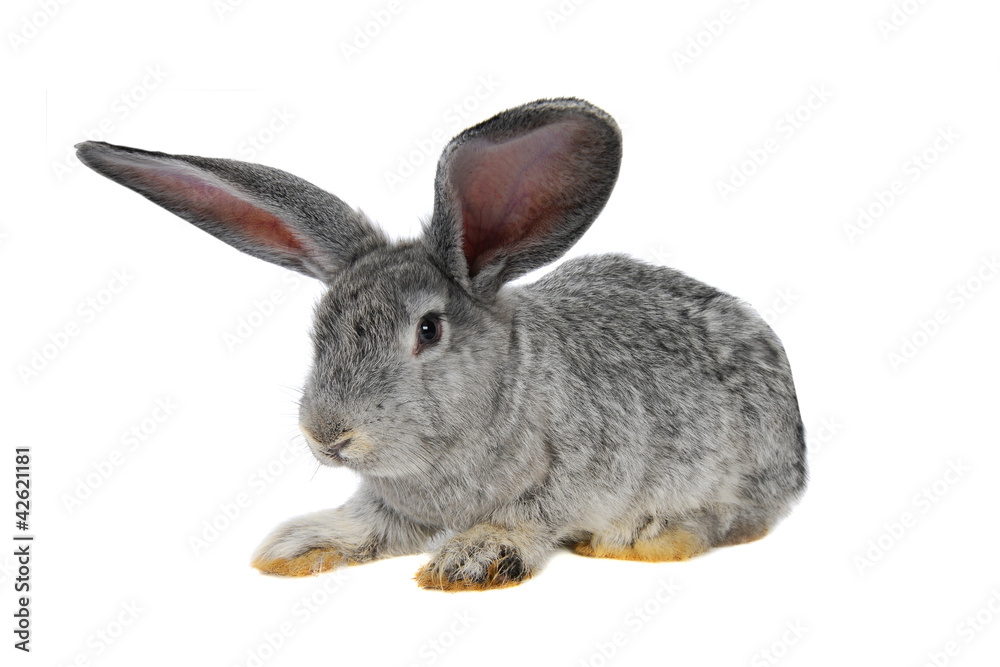Fototapeta premium grey rabbit