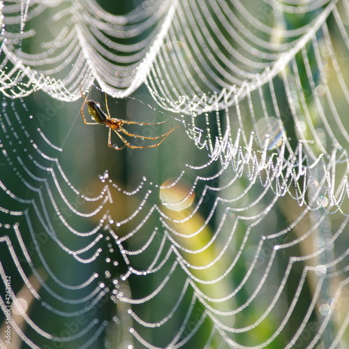 Pająk pajęczyna w kroplach rosy wczesny ranek