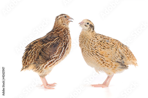Fotografia quail