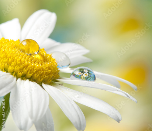фотографія daisy with drop with mirroring effect