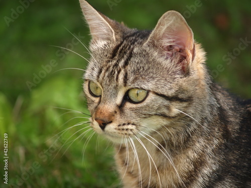 Portrait animalier / chat tigré © Caroline