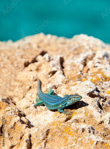 formentera lizard Podarcis pityusensis formenterae photo