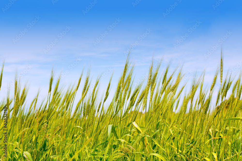 Obraz premium Balearic green wheat field in Formentera island