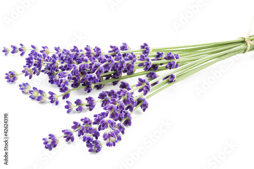 Lavendelbund auf weißem Hintergrund