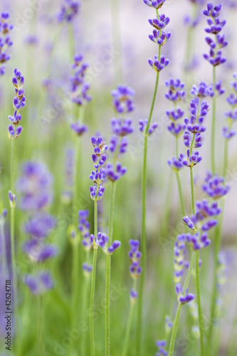 Lavendel im Garten  geringe DOF