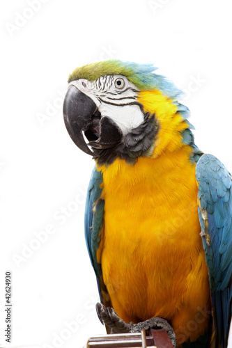 Macaw parrot © Vitaly Krivosheev