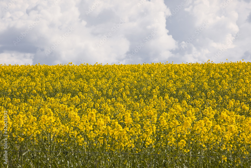 Obraz premium Rapeseed field under heavy storm skies