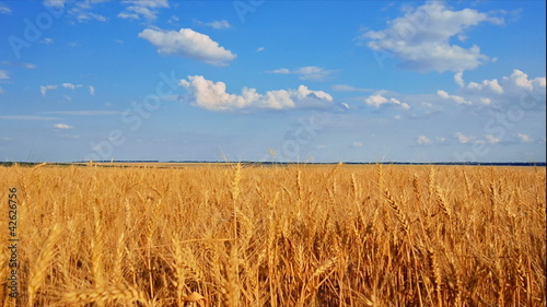 Wheat field. Golden Ears of ripe wheat swaing on the wind in the evening. Mariupol region before war 2022, Ukraine