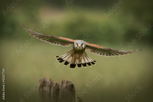Male Kestrel in flight