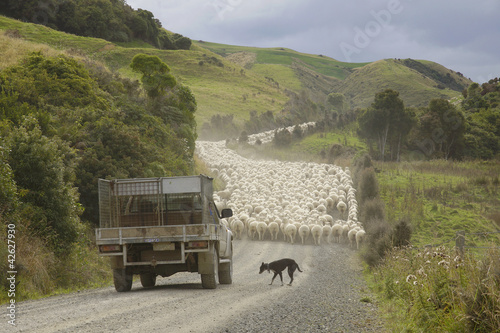 Neuseeland - Insel der Schafzucht