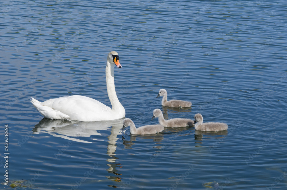 Parent swan with offspring