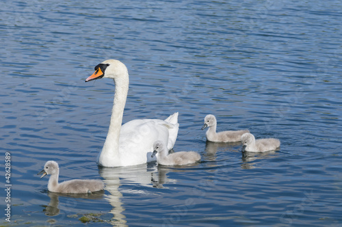 Parent swan with offspring