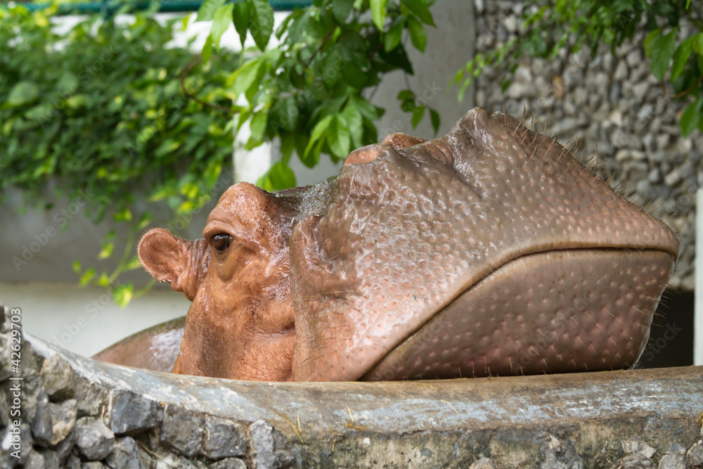 Obraz premium hippopotamus