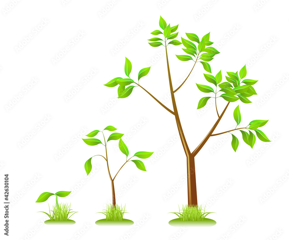 Fototapeta premium Plants.