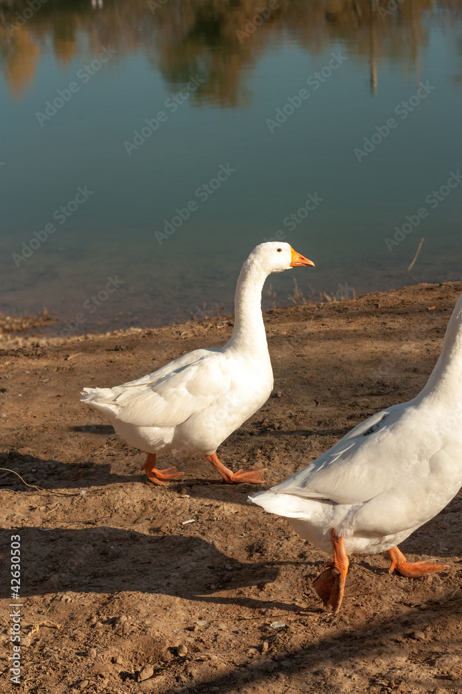 portrait of a white goose portrait of a white goose