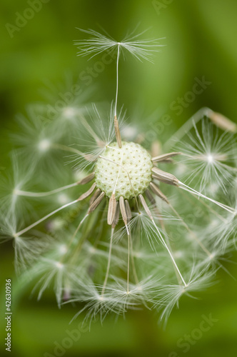 Dandelion seeds