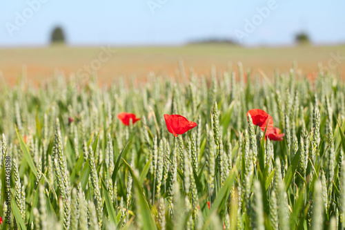 Poppies in wheat.