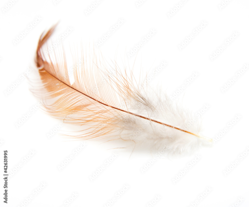 Obraz premium orange feathers on a white background