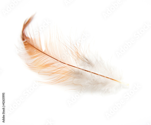 orange feathers on a white background