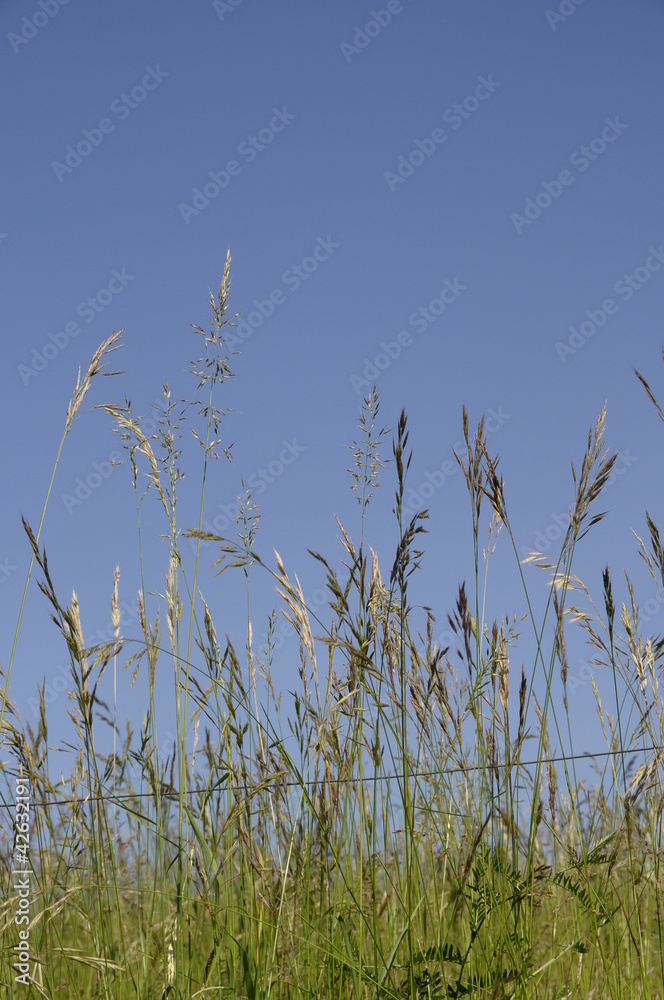 wild grass leaves on blue sky background wild grass leaves on blue sky background