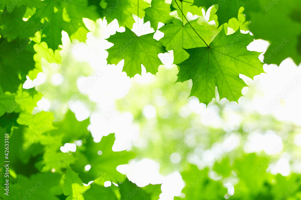Fresh Green Leaves. Fresh Green Leaves.