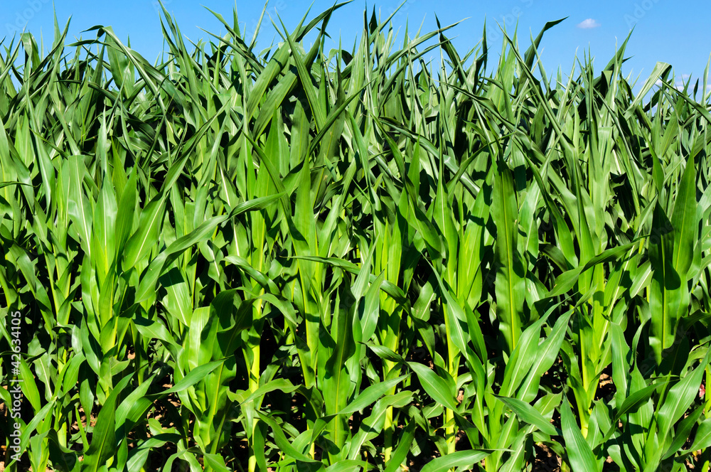 Corn plant Corn plant
