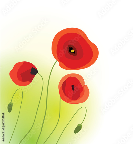 Poppies Spring vector