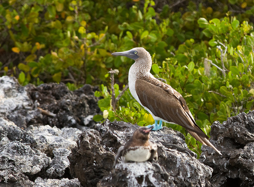 Blue footed booby, Sula nebouxii, in Galapagos islands