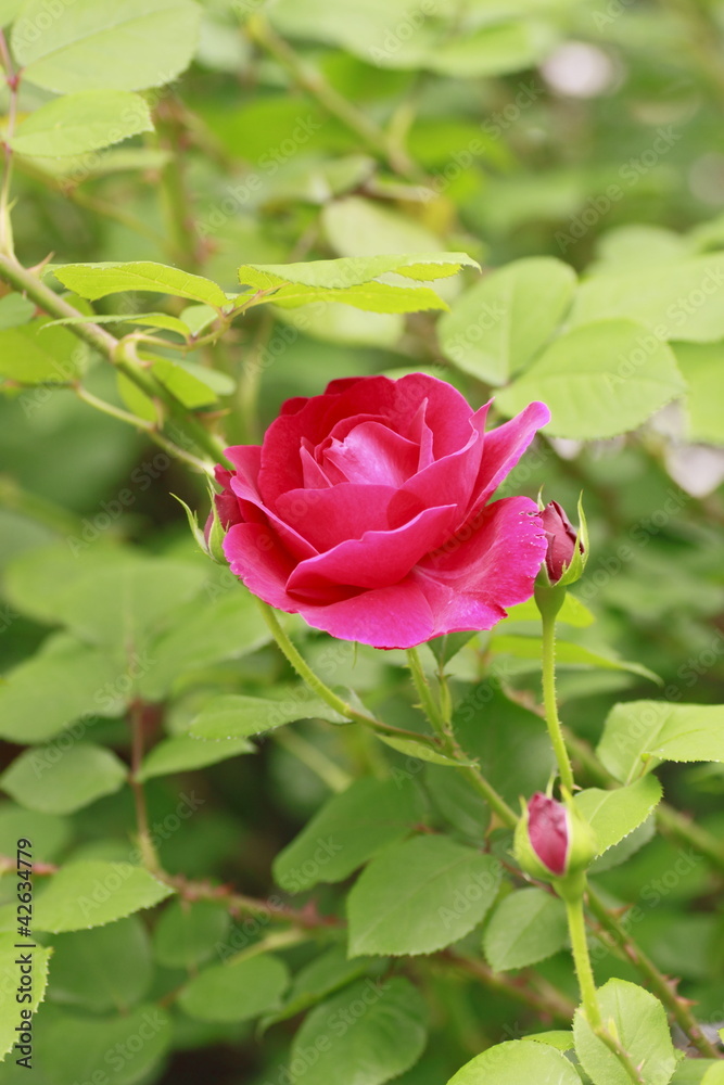 Beautiful  rose in a garden