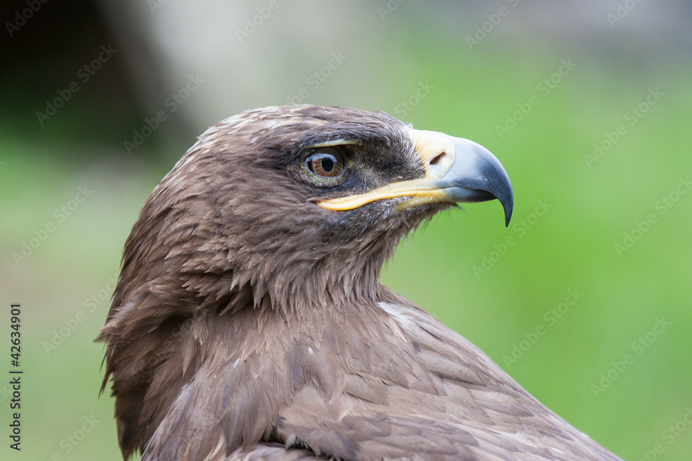 Profile of a hawk Profile of a hawk