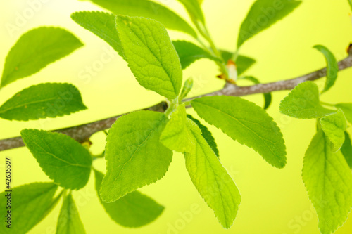 Branch with green leaves on green background