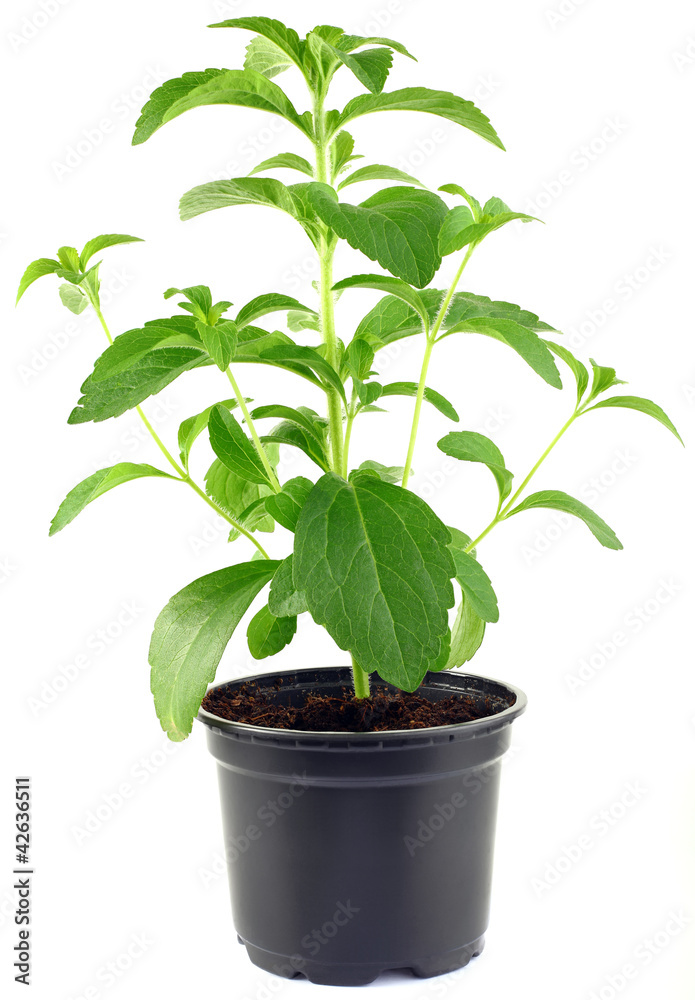 Stevia Rebaudiana Plant CutOut Stevia Rebaudiana Plant CutOut