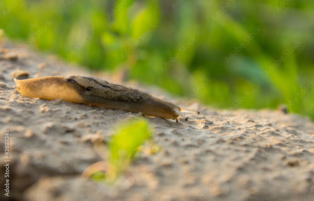 Snail on the nature in the evening. macro Snail on the nature in the evening. macro