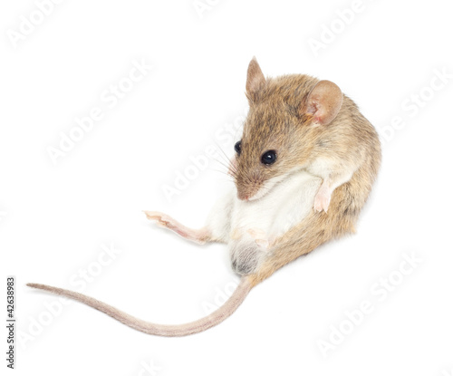 mouse on a white background © schankz