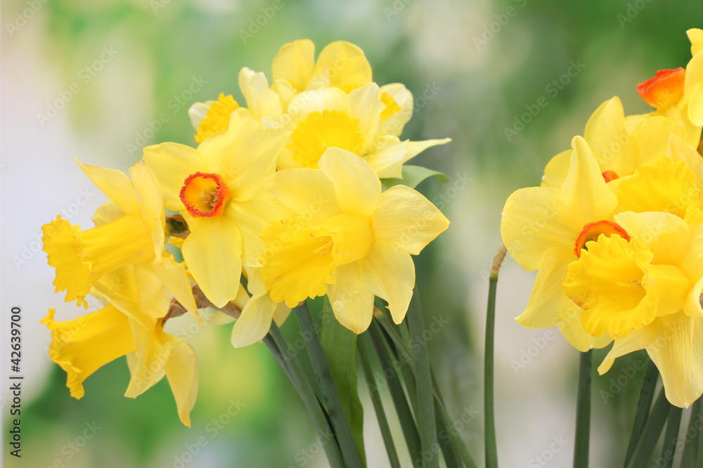 beautiful yellow daffodils  on green background