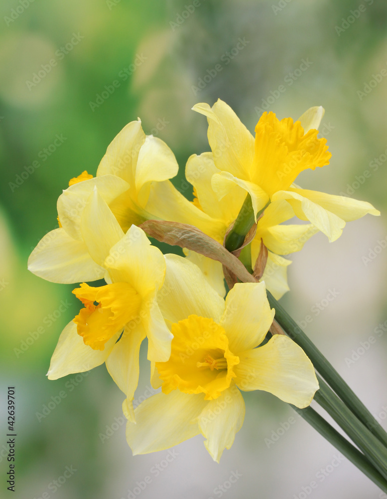 beautiful yellow daffodils  on green background