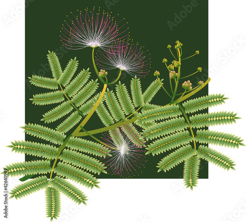 Mimosa Silk Tree Blossoms