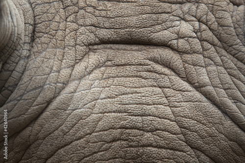Rhino skin texture.