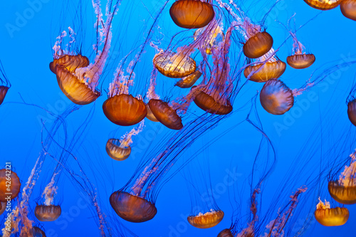 jelly fish in the blue ocean