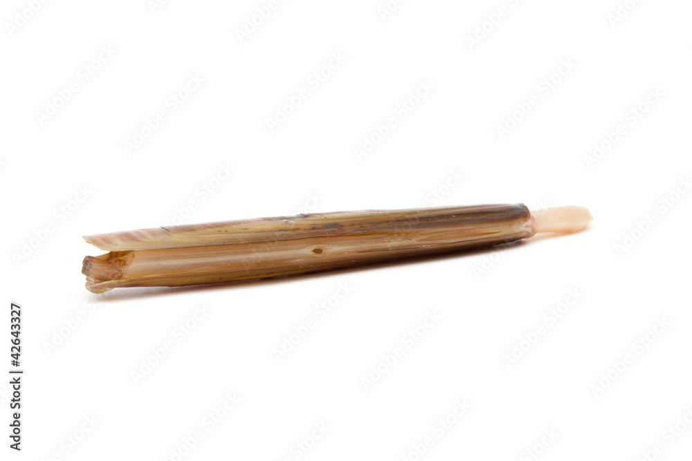 razor-shell razor-shell